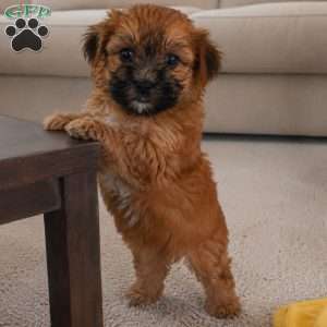 Bella, Morkie / Yorktese Puppy